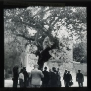 Böhl glass slide 50./1192